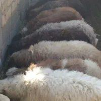 گوسفند|حیوانات مزرعه|جوادآباد, |دیوار