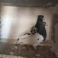 کبوتر کله سیاه