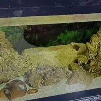 آکواریوم|ماهی|رشت, انصاری|دیوار