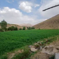 فروش کاه یونجه