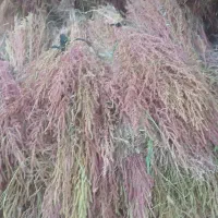 جارو شیرازی