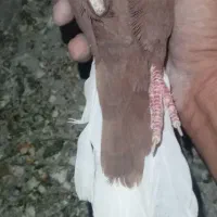 کبوتر|پرنده|داراب, |دیوار