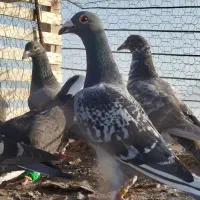 کفتر|پرنده|تربت‌حیدریه, پائین ولایت|دیوار