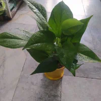 پتوس برگ پهن