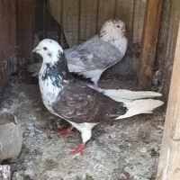 کبوتر  گرویی|پرنده|کیاشهر, |دیوار