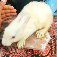 خرگوش