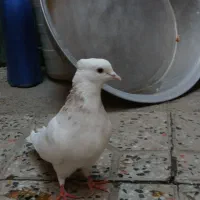 کبوتر طوق|پرنده|مریوان, |دیوار