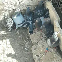 ۷عدوبر بالا