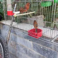 قناری سوخته|پرنده|شاهین‌شهر, شهرک ردانی پور|دیوار