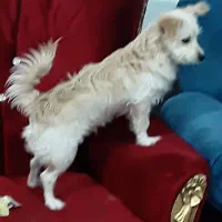 سگ پامرشیتزو باهوش بامزه|سگ|کرمان, |دیوار