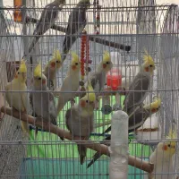 عروس هلندی نر و ماده