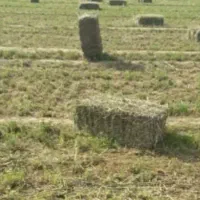 یونجه پرس شده|لوازم جانبی حیوانات|بوشهر, |دیوار