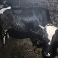 گاونر
