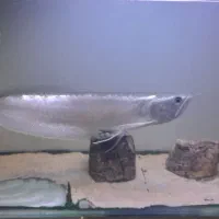 ماهی آروانا سیلور|ماهی|شاهینشهر, شهرک میلاد|دیوار