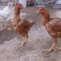 مرغ و خروس لاری|حیوانات مزرعه|شاهنجرین, |دیوار