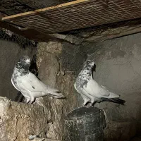 کلدم سبز پرشی کاشانی|پرنده|قم, سالاریه|دیوار