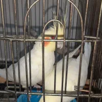 عروس هلندی