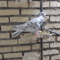 پرنده|پرنده|شوشتر, |دیوار
