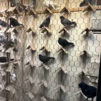 جوجه پرشی تیرماهی