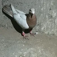 کفتر کبوتر|پرنده|مشهد, کشف|دیوار