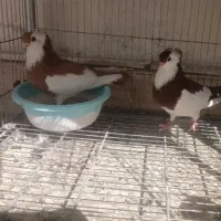 کبوتر نژاد ناصری