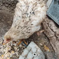 جوجه ۱۰ ماهه