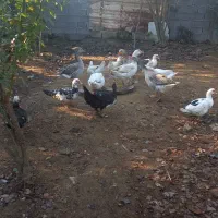 ۵ عدد غاز بالغ|حیوانات مزرعه|زرگرشهر, |دیوار