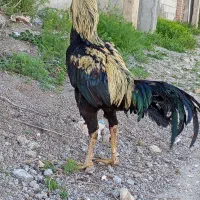 ۳۴۰۰۰۰۰۰