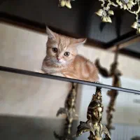 گربه بریتیش گارد فیلد تبی نر|گربه|تبریز, |دیوار