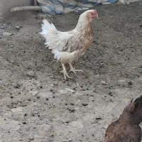 فروش مرغ فریک گلپایگانی تخم گذار .همه جوان.