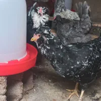 تخم مرغ گلین  فول|حیوانات مزرعه|آزادشهر, |دیوار