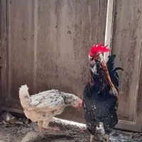 مرغ و خروس گلین