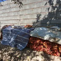 فروش انار درجه یک و انار ربی(توری)|خوردنی و آشامیدنی|ارسنجان, |دیوار