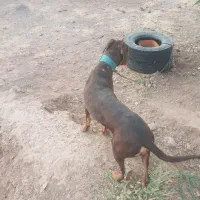 دوبرمن  باشناسنامه دوسالشه فقط عوض