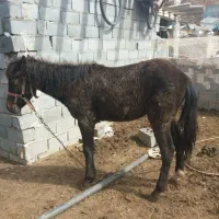 اسب یک ساله گوسفندی آروم