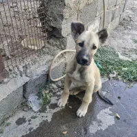 سگ سرابی+عراقی