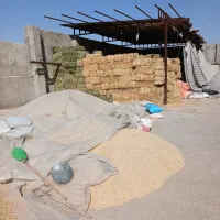 یونجه،کاه،جو،گندم خوراک دام رئوفی