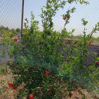 فروش زمین ۱۲۵۰ متری در قاضی بالا سرمایه گذاری|فروش زمین و ملک کلنگی|قم, بنیاد|دیوار