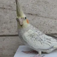 عروس هلندی سه ماهه