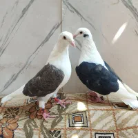 کفتر دوکت آلمانی