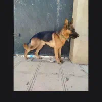 جفت ژرمن شپرد نر و مادع|سگ|تهران, امیریه|دیوار