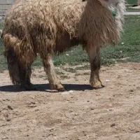 قوچ‌سنجابی