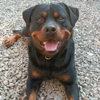 واگذاری سگ روتوایلر|سگ|امامزاده عبدالله, |دیوار