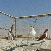 کبوتر بهبونی|پرنده|شیراز, شیخ علی چوپان|دیوار