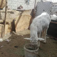 فروش نری سانن