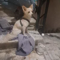 توله سگ ۹ ماهه حرف گوش کن|سگ|ری, سرتخت|دیوار