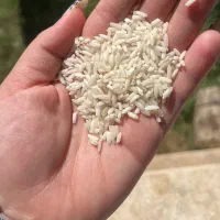 برنج علی کاظمی