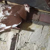 ماده مینا سرخ|پرنده|زاهدان, |دیوار