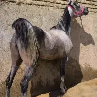فروش چهار راس اسب مادیان فوق العاده سرو دمگیر جنس