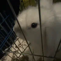 خرگوش مینی لوپ